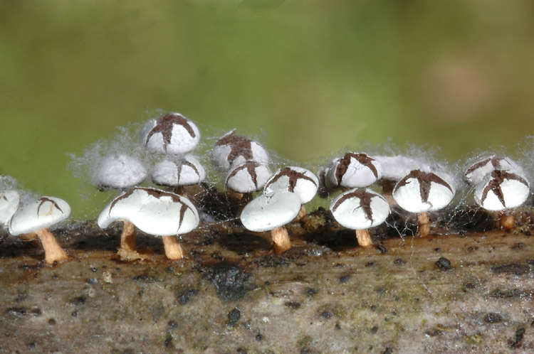 viraggio su micro funghi?
